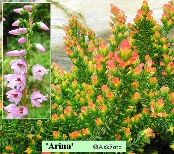 Calluna vulgaris Arina
