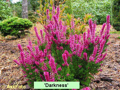 Calluna vulgaris Darkness