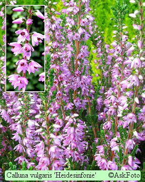 Calluna vulgaris Heidesinfonie