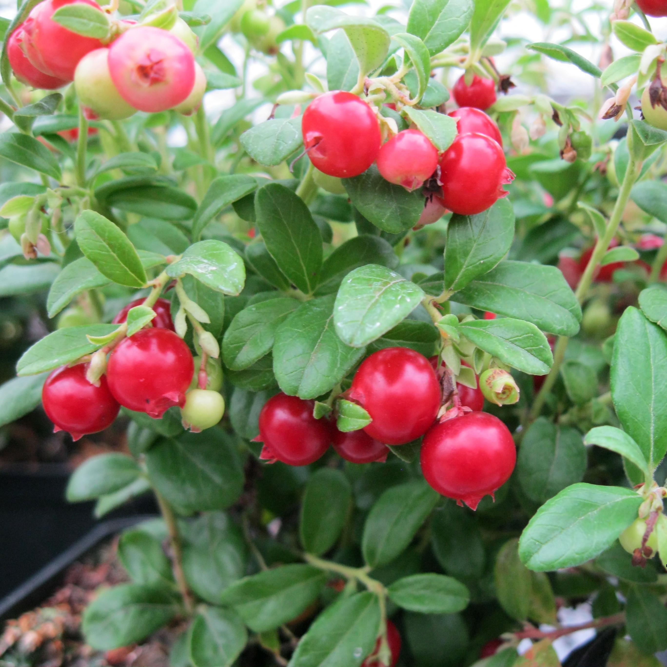 VACCINIUM VITIS-IDAEA Erntekrone
