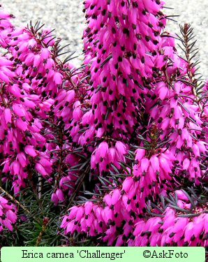 Erica carnea Challenger