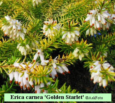 Erica carnea Golden Starlet