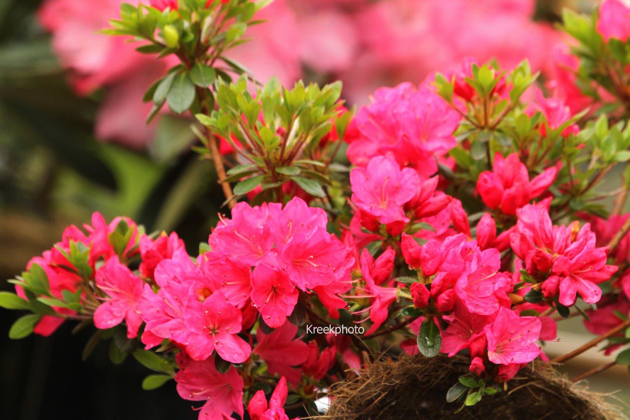 Sophie Scholl, jap az