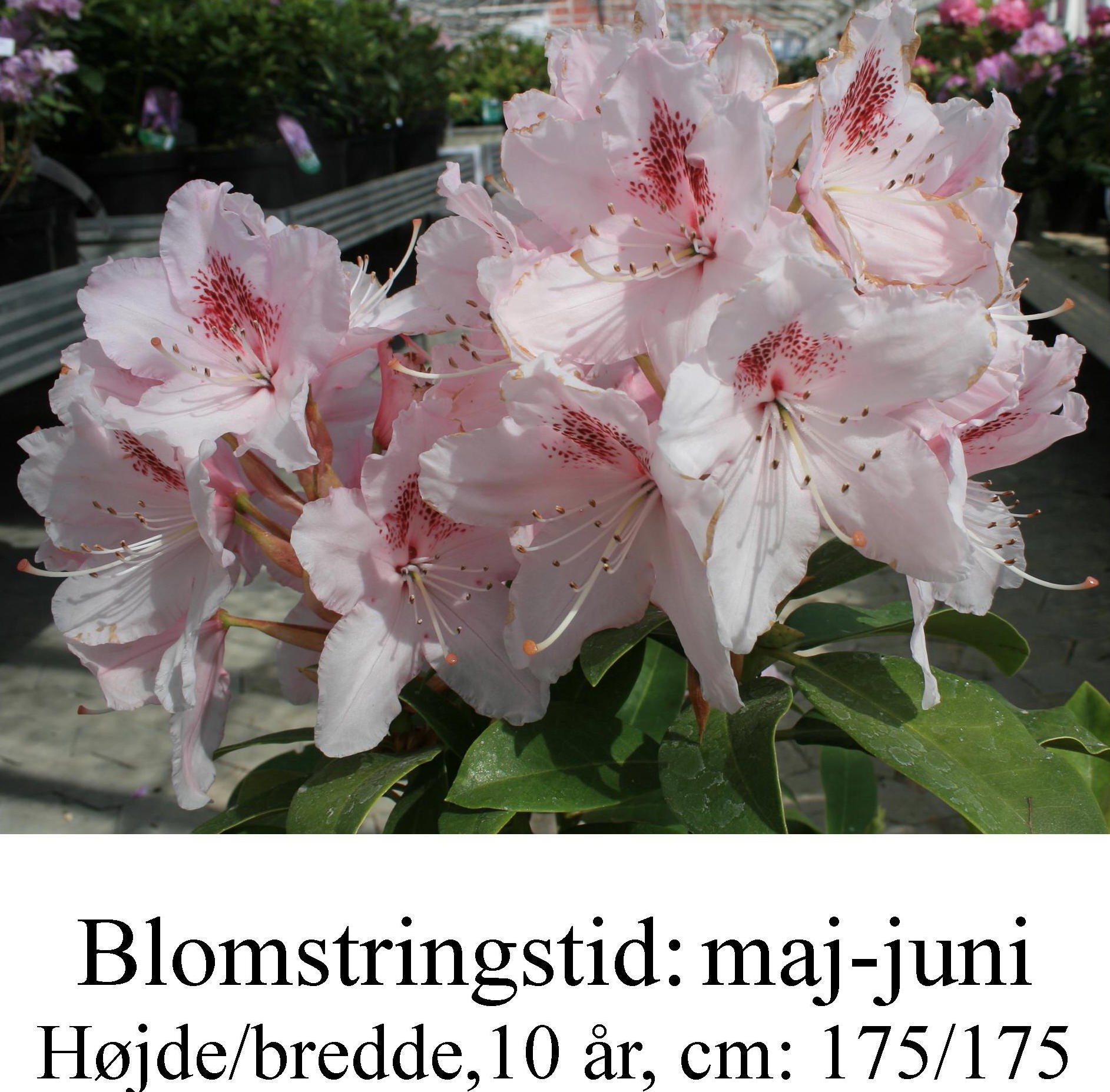 rhododendron Albert Schweitzer