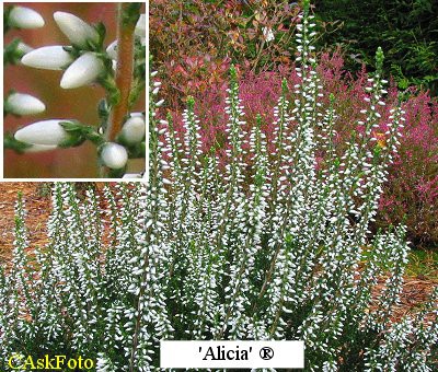 Calluna vulgaris Alicia