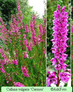 Calluna vulgaris Carmen