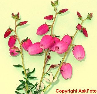 Daboecia cantabrica Arielle irsk lyng