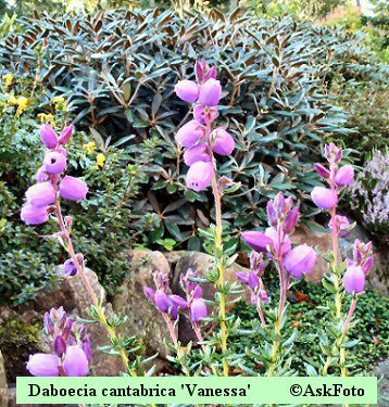 Daboecia cantabrica Vanessa irsk lyng