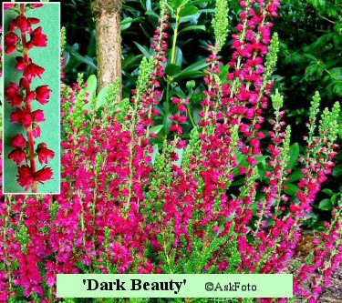 Calluna vulgaris Dark Beauty