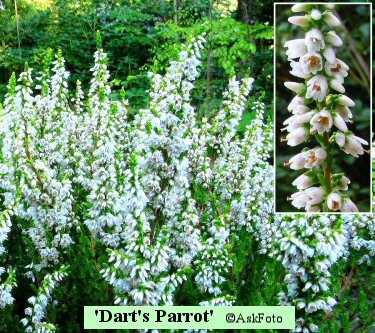Calluna vulgaris Dart's Parrot