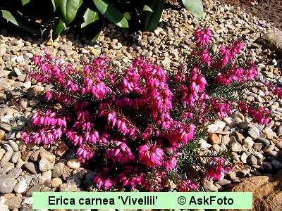 Erica carnea Vivelli