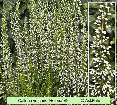Calluna vulgaris Helena