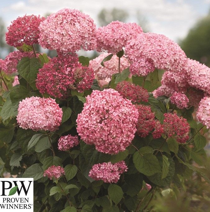 Hydrangea arborescens Pink Annabelle