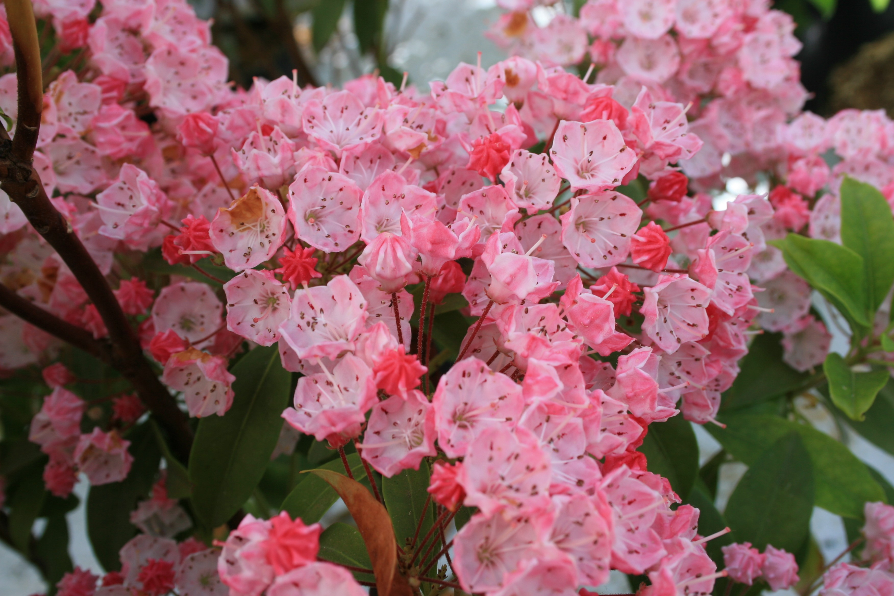 Kalmia Ostbo red