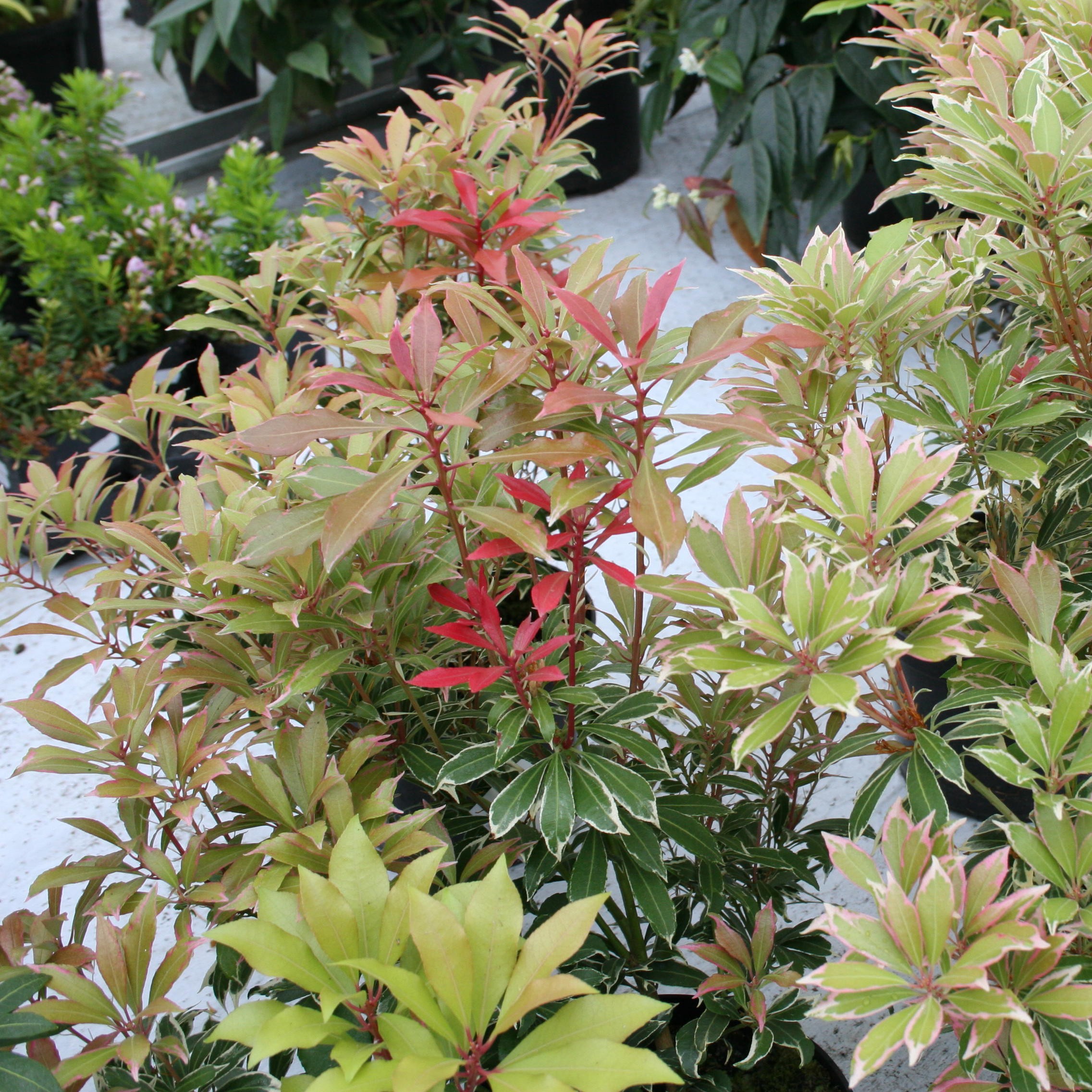 Pieris japonica Carneval