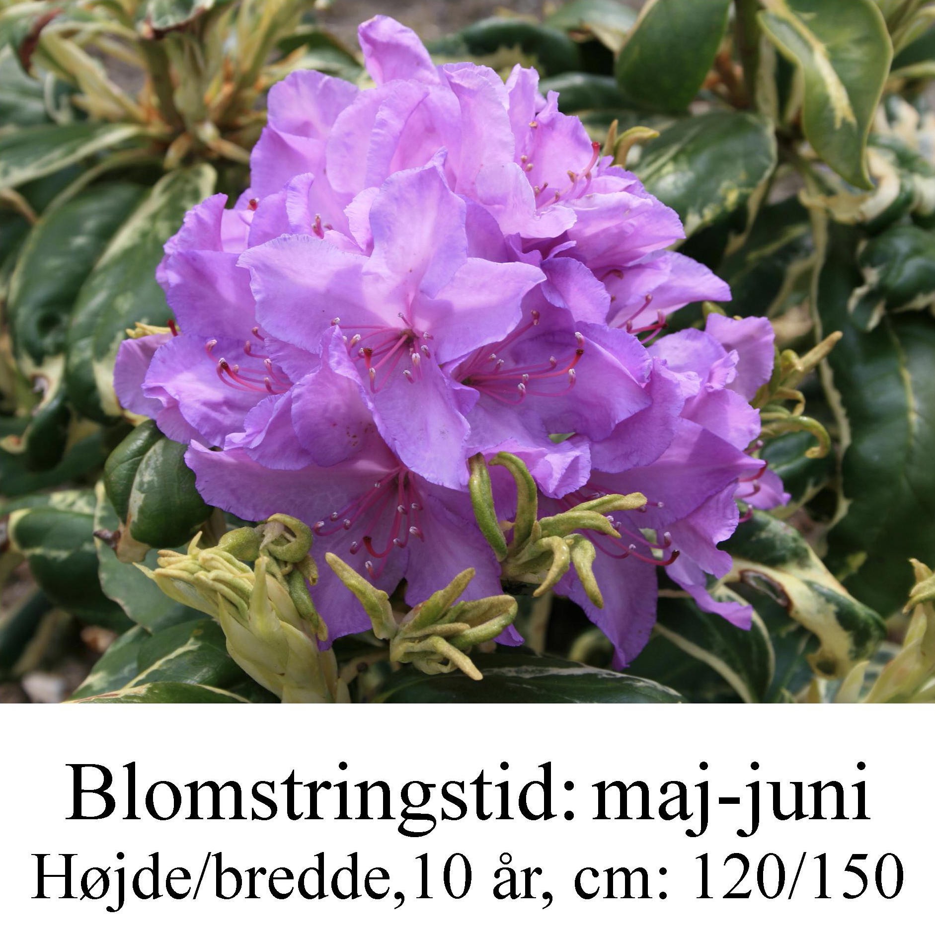 rhododendron Carolina Spring