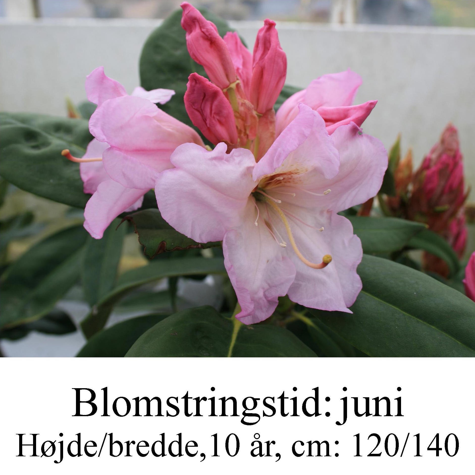 rhododendron Basse