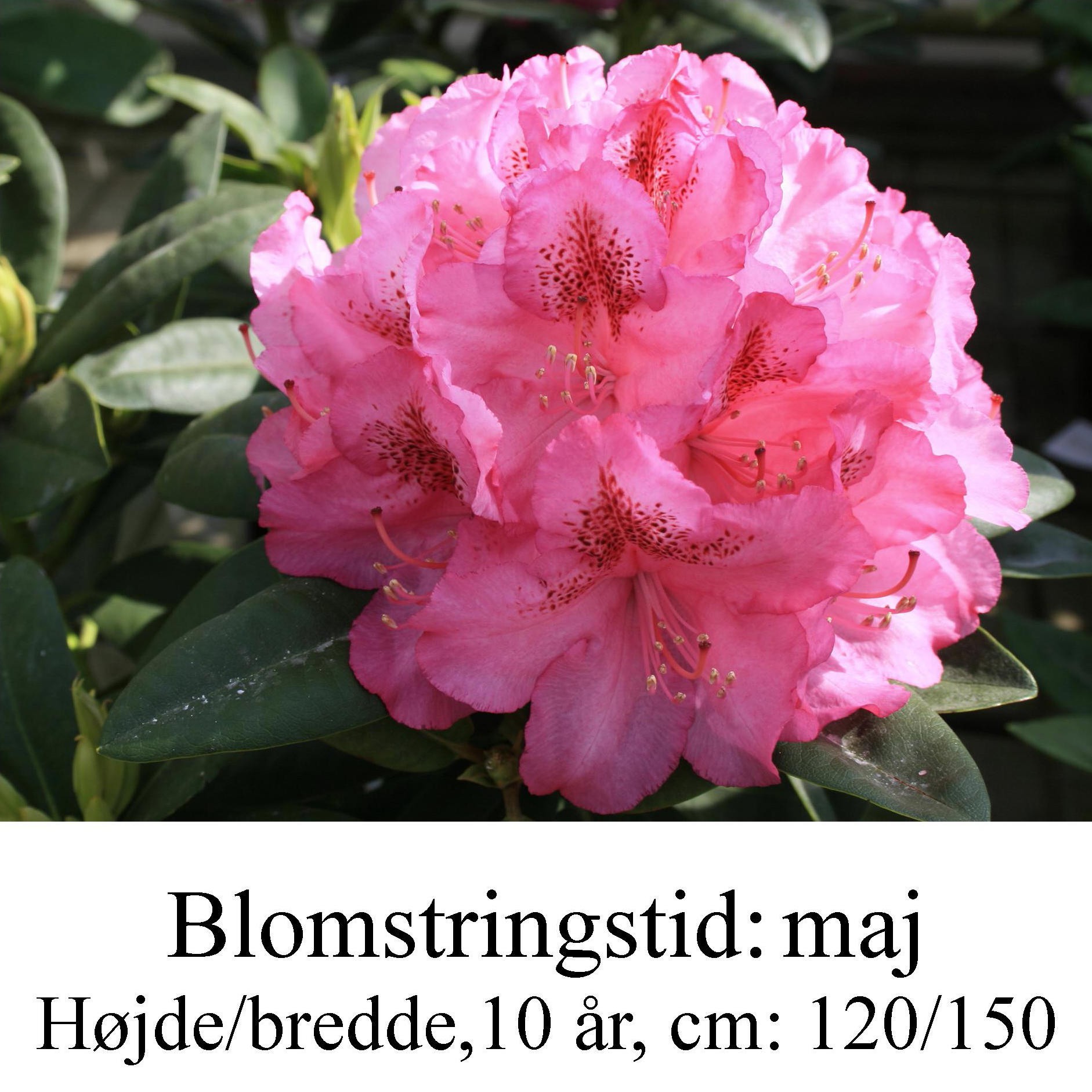 rhododendron Constanze