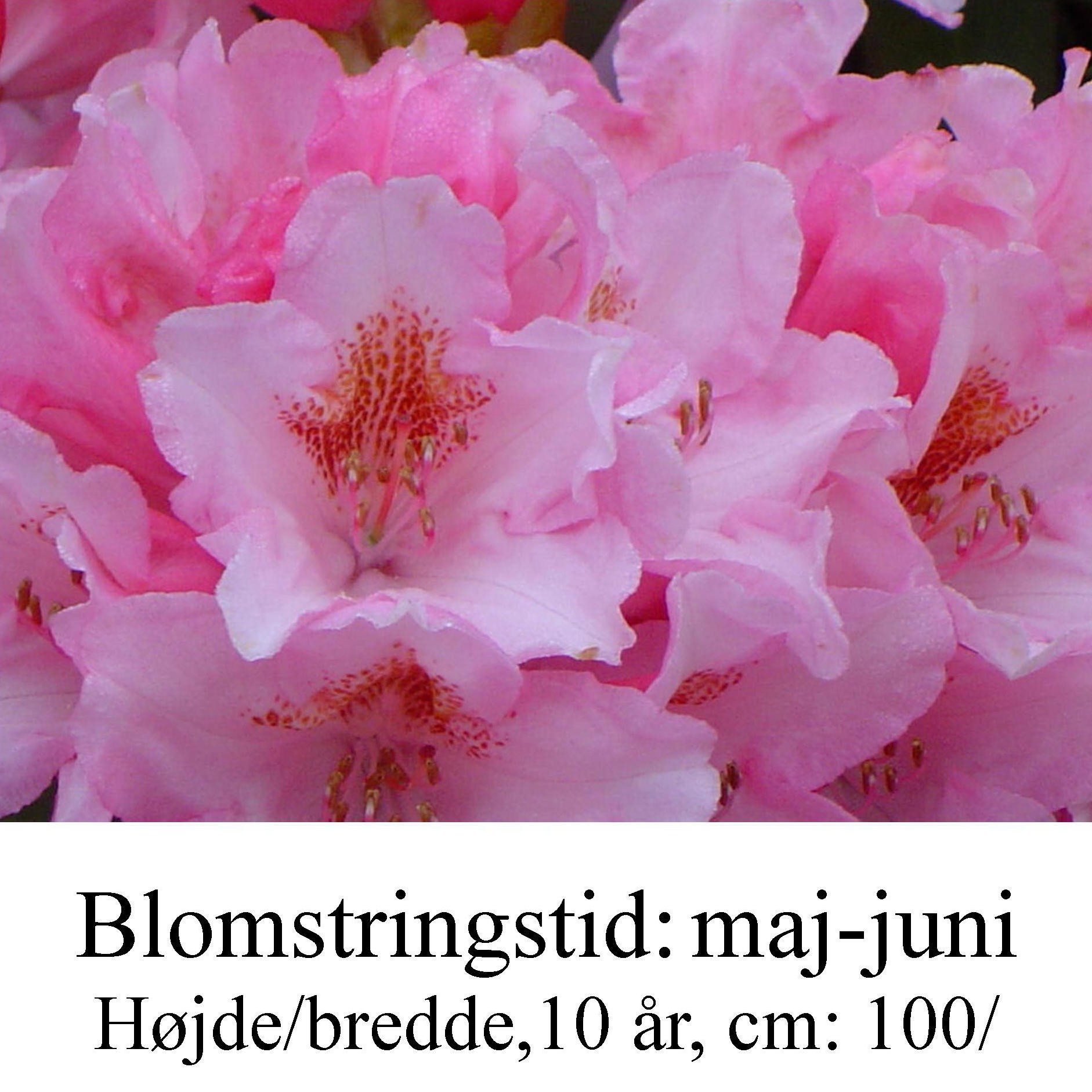 rhododendron Bashfull