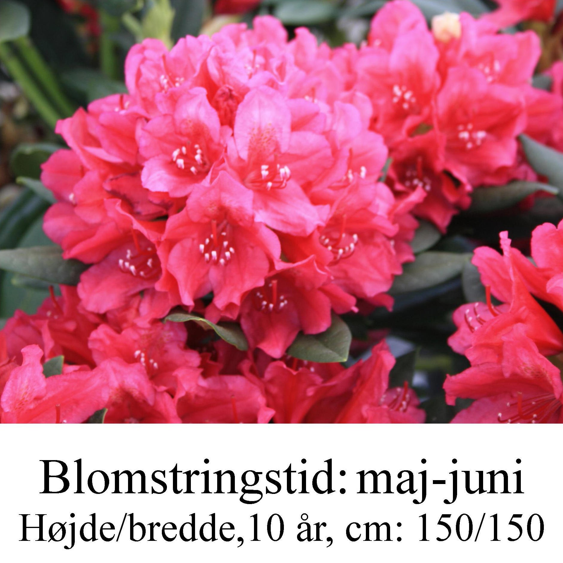 rhododendron Dr. H.C. Dresselhuys