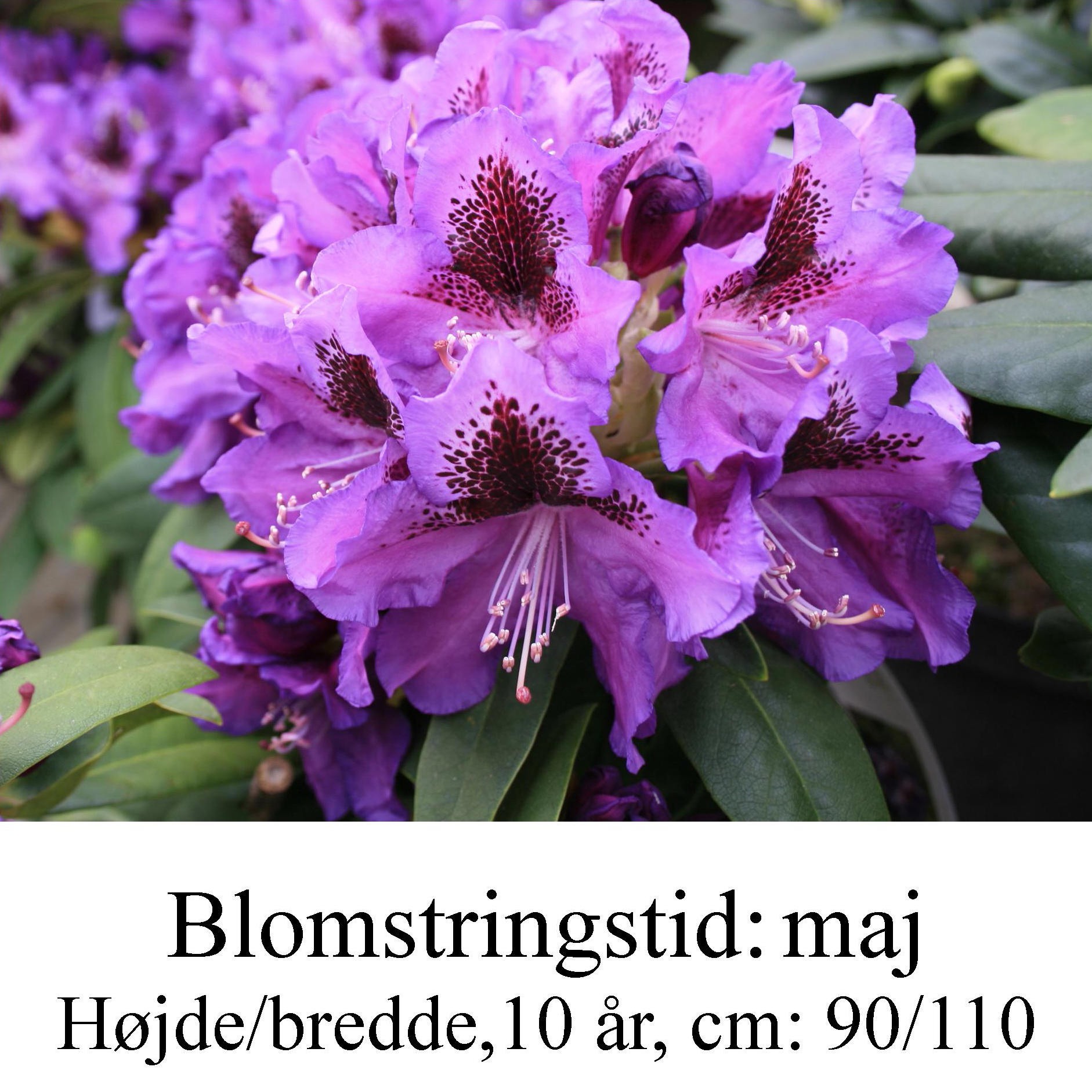 rhododendron Blue Boy