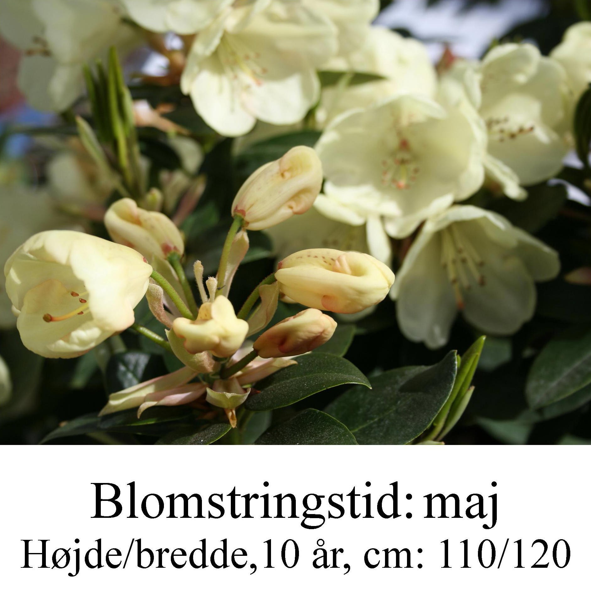 rhododendron Graf Lennart