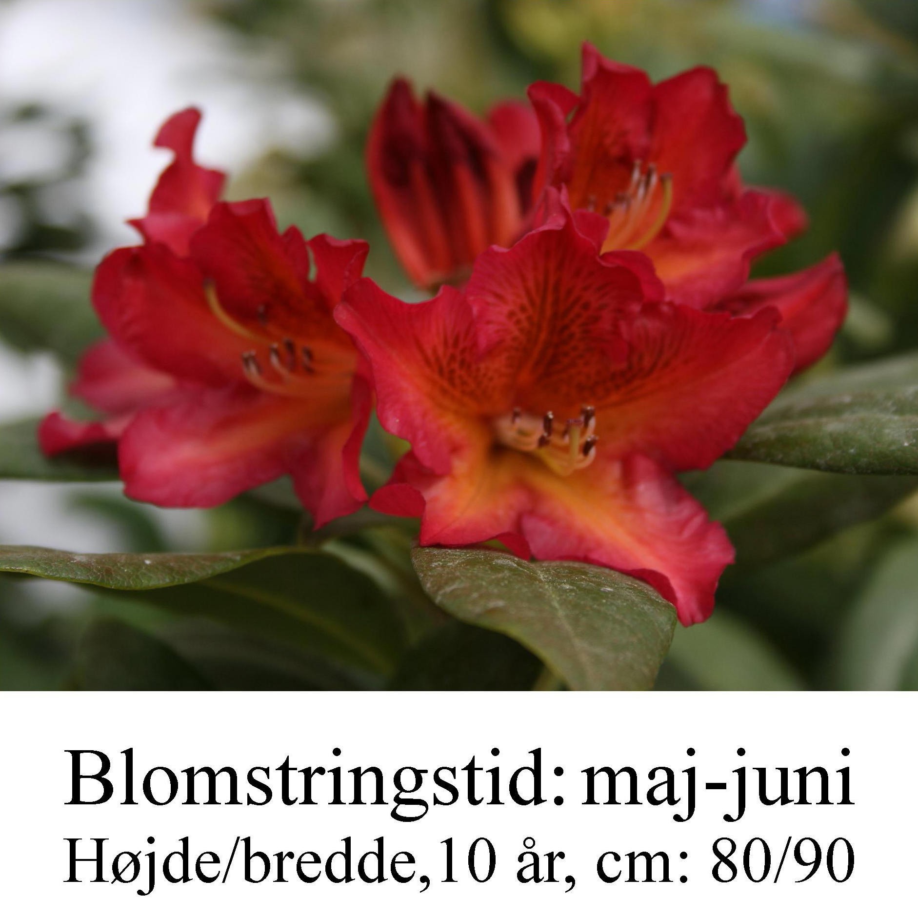 rhododendron Golden Gate