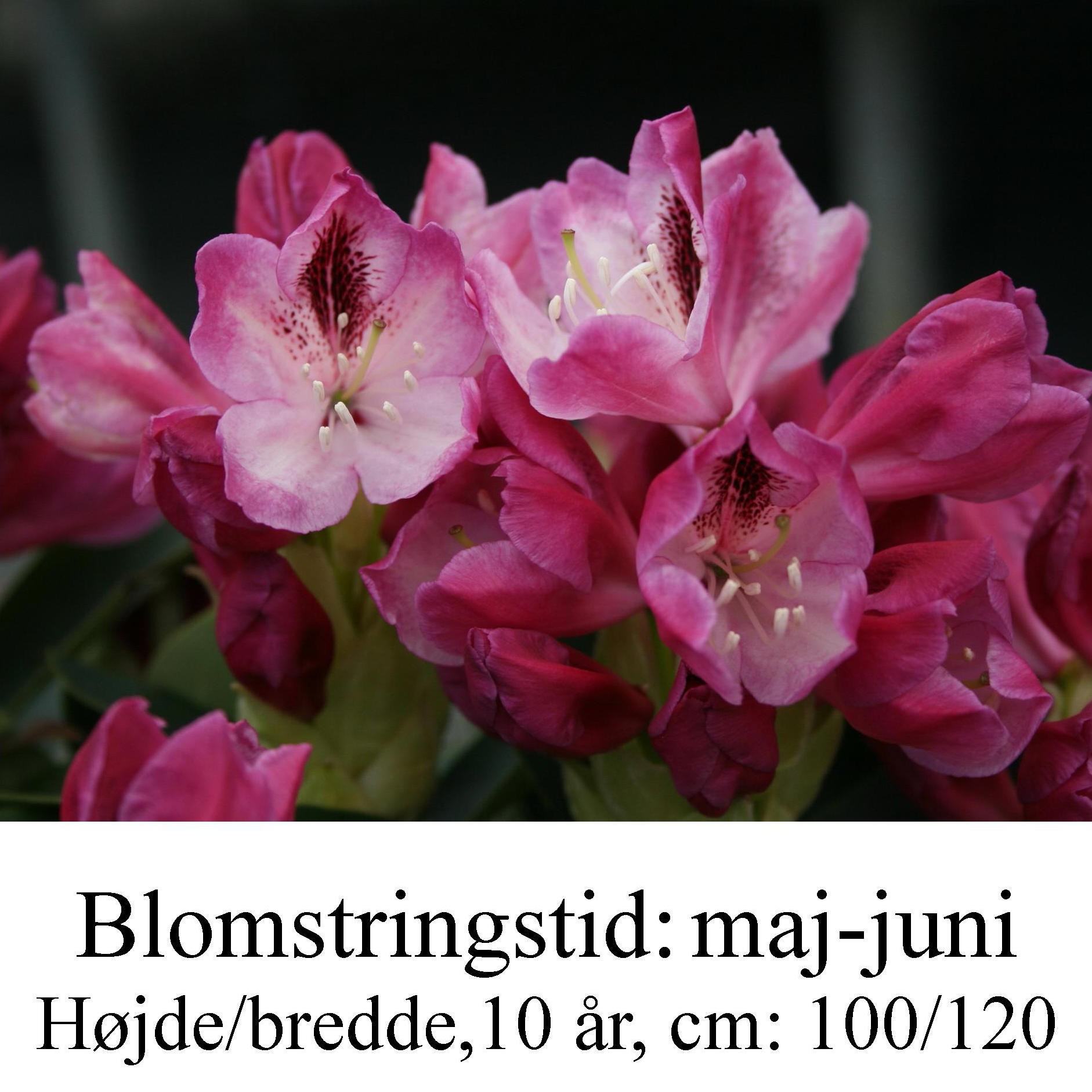 rhododendron Helen Martin