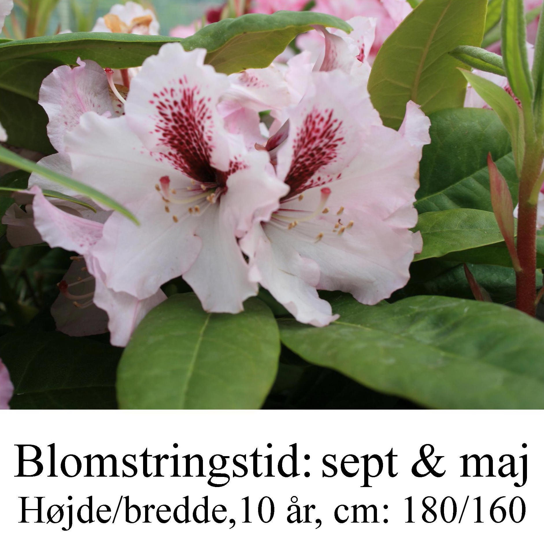rhododendron Herbstfreude