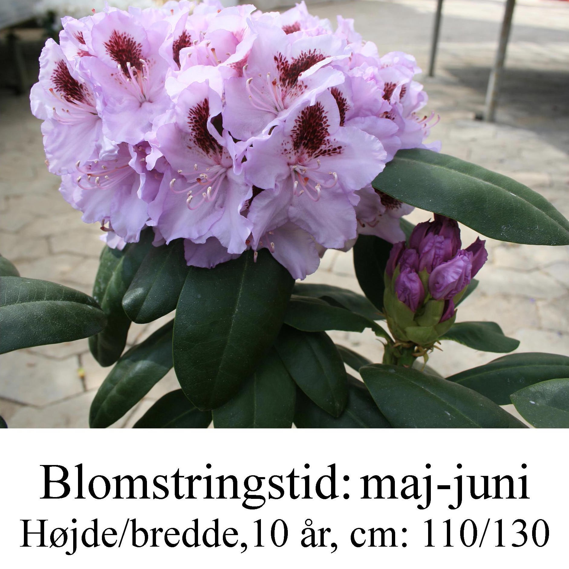rhododendron Humbolt