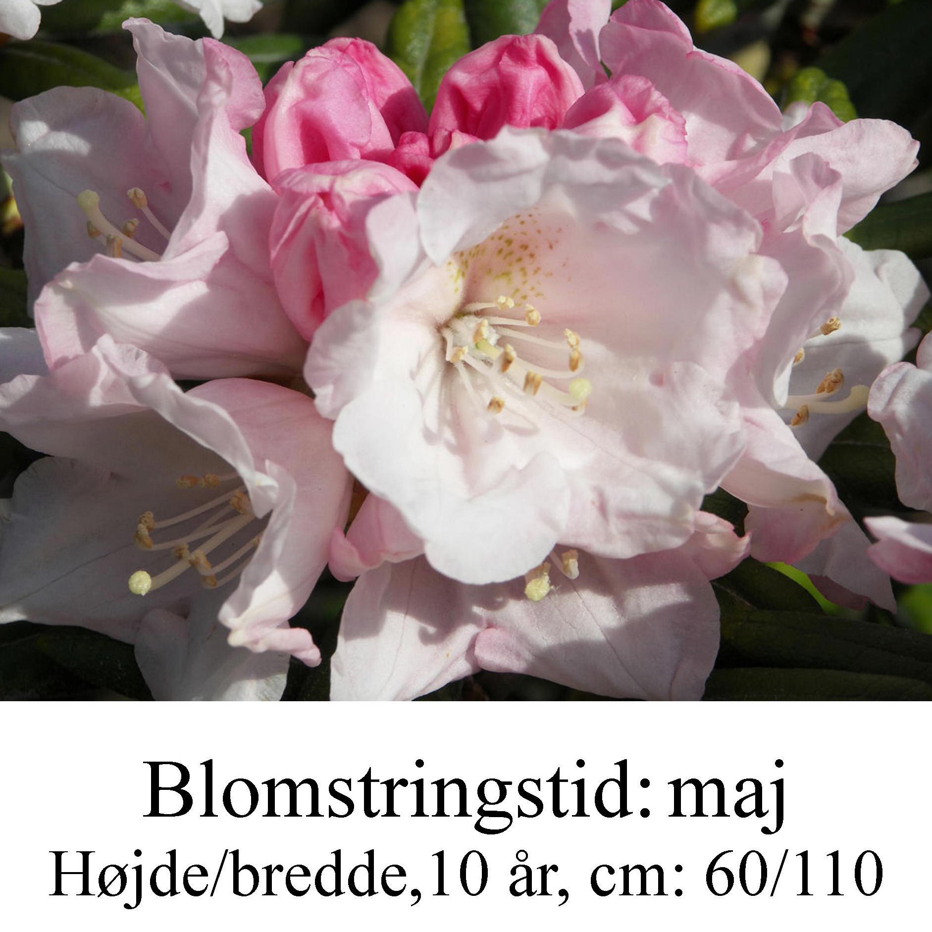 rhododendron Koichiro Wada yakushimanum