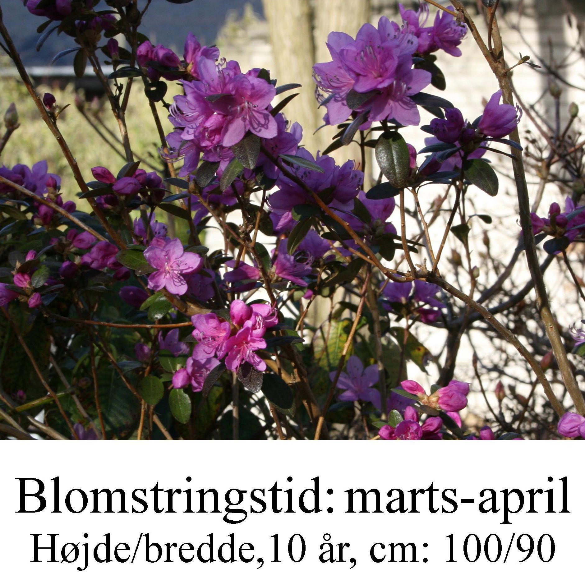 rhododendron dauricum