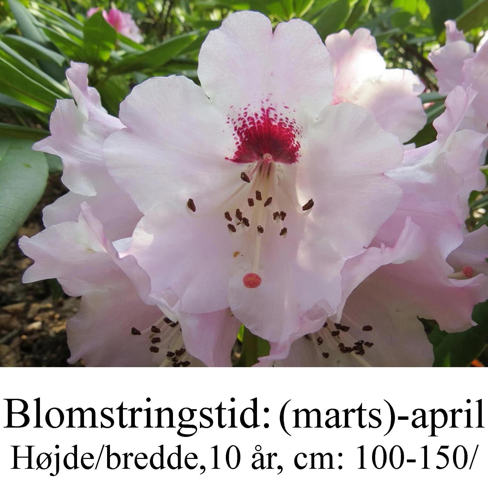 rhododendron praevernum