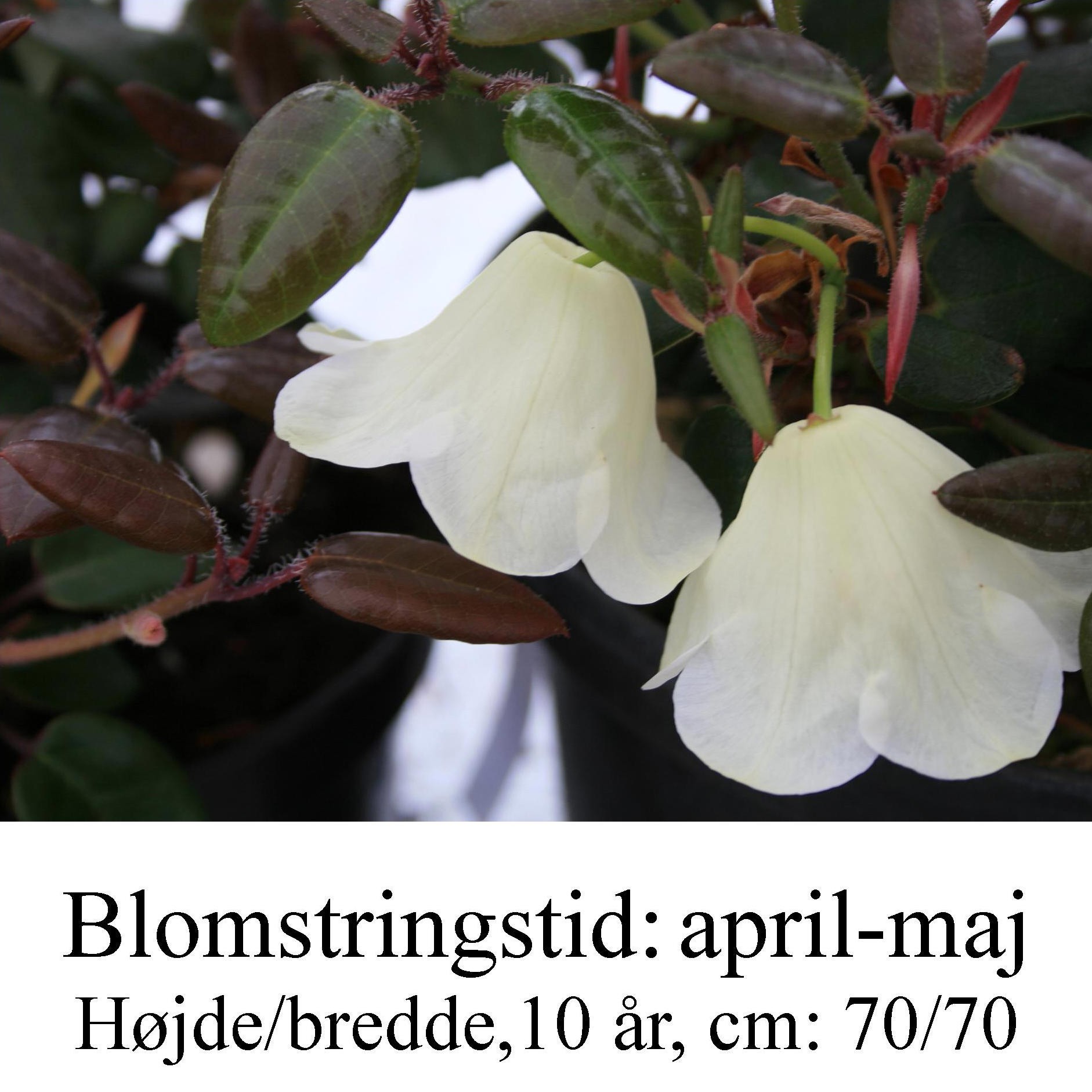 rhododendron williamsianum album