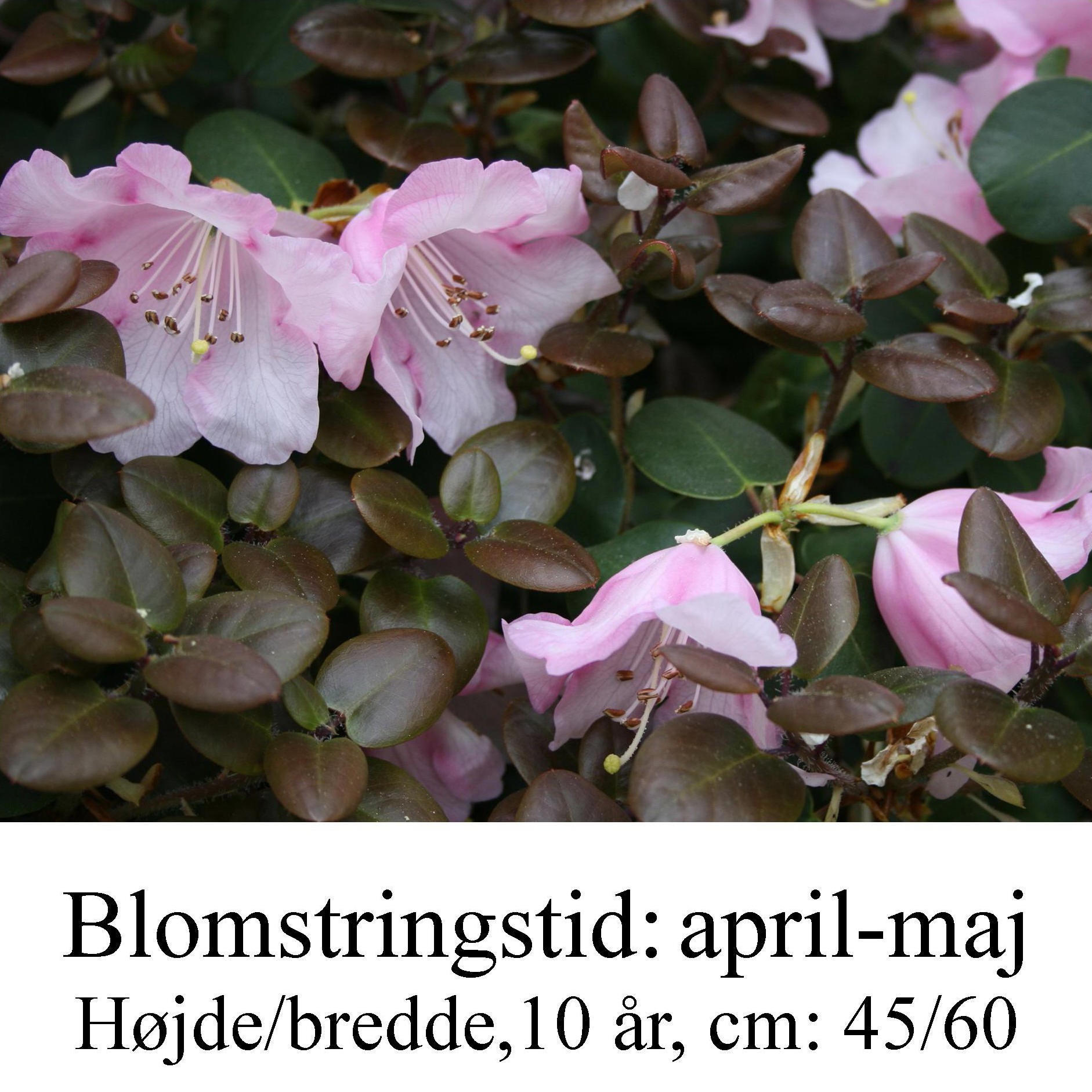 rhododendron williamsianum