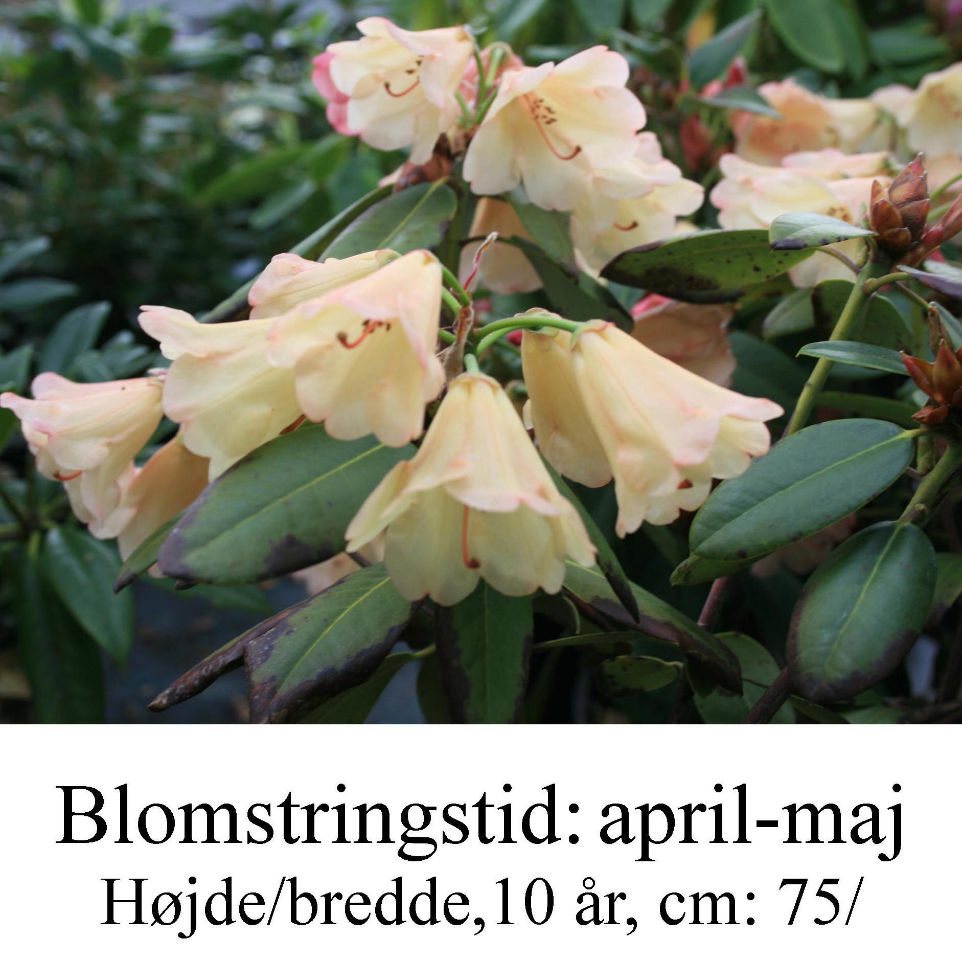 Rhododendron  ”Lisa Hage