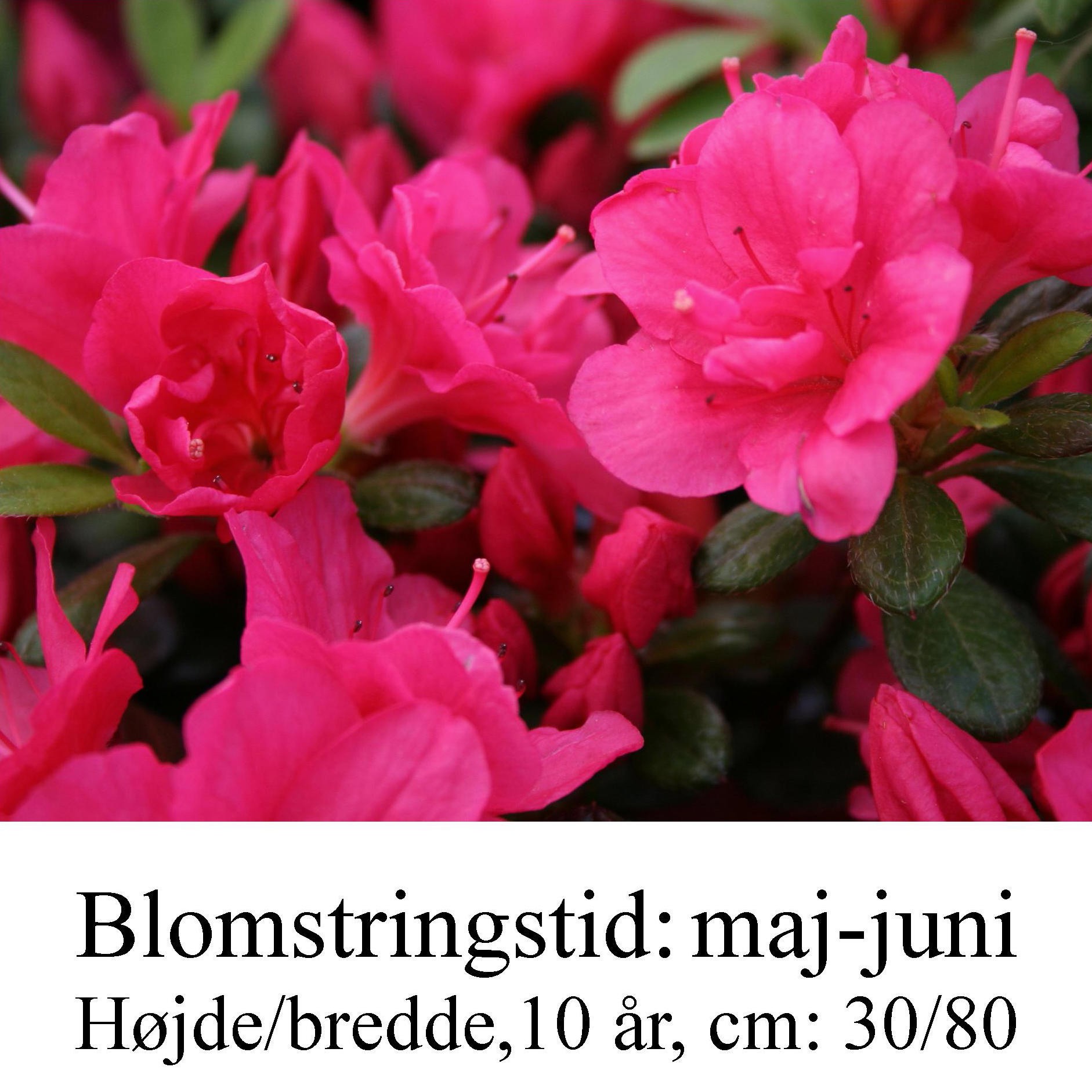 rhododendron Canzonetta