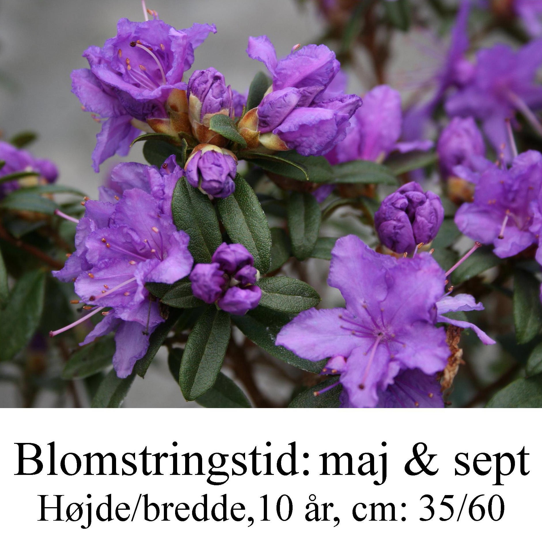 rhododendron Luisella