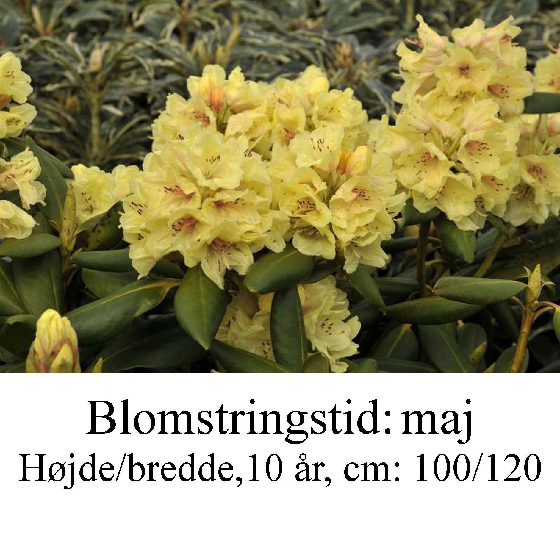 rhododendron Bohlken's Laura