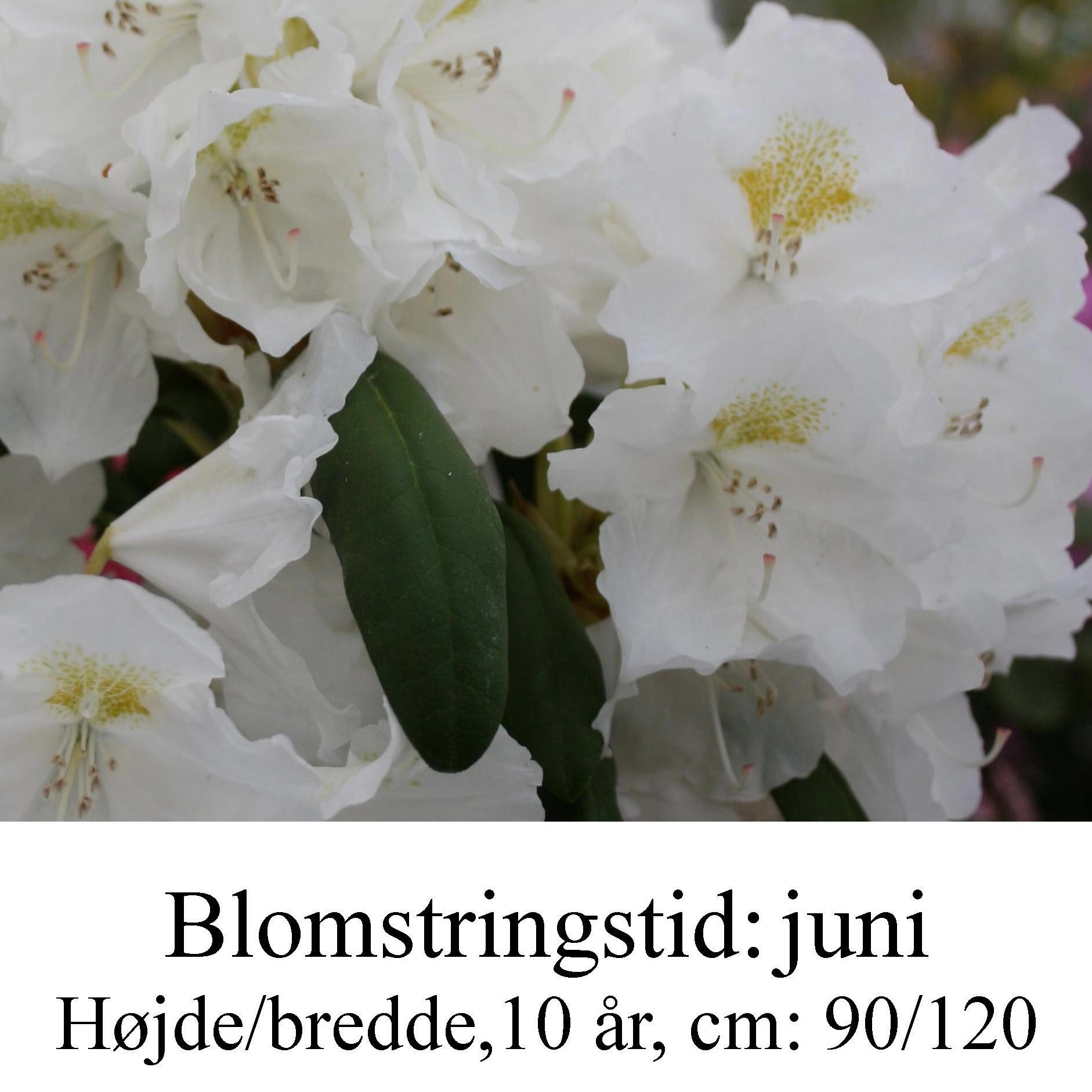 rhododendron Schwanensee