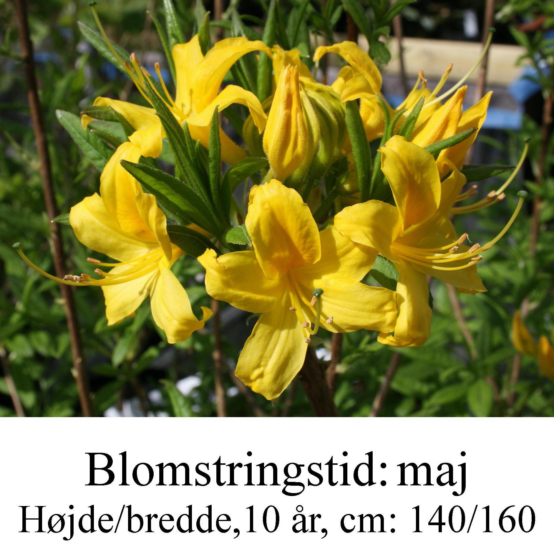 luteum rhododendron azalie