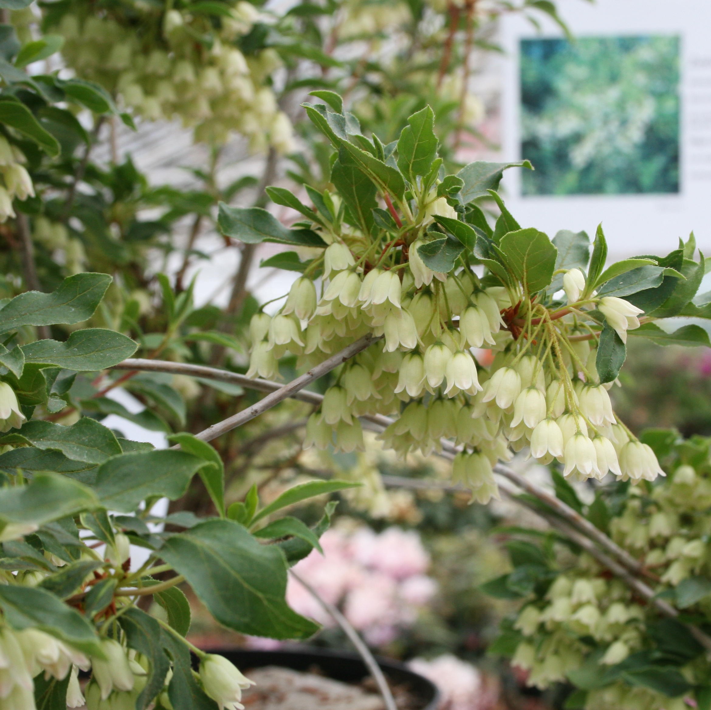 Enkianthus campanulatus Albiflorus
