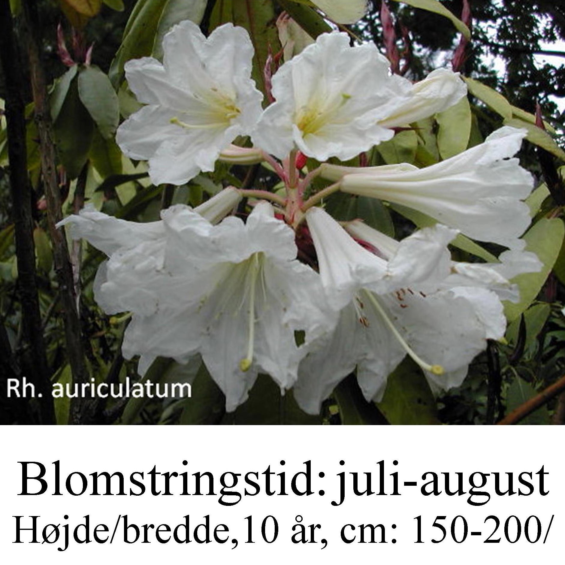 Rhododendron auriculatum