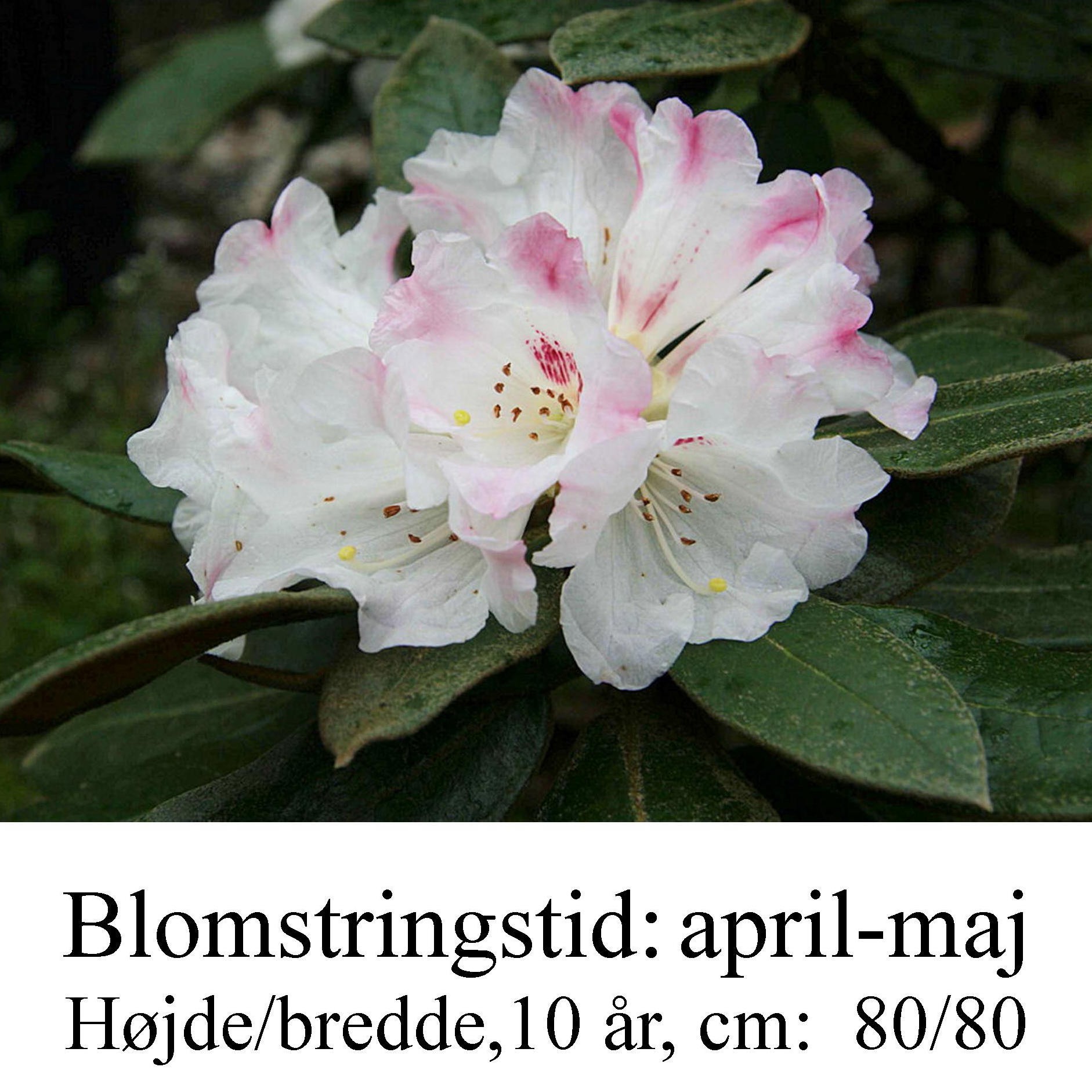 Rhododendron bureavii
