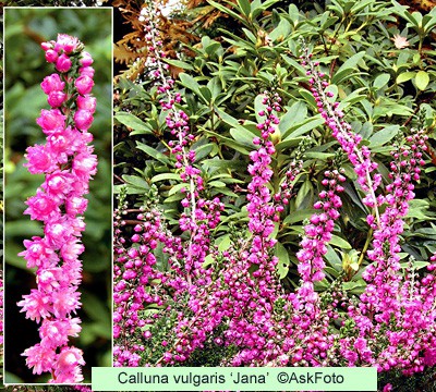 Calluna vulgaris Jana