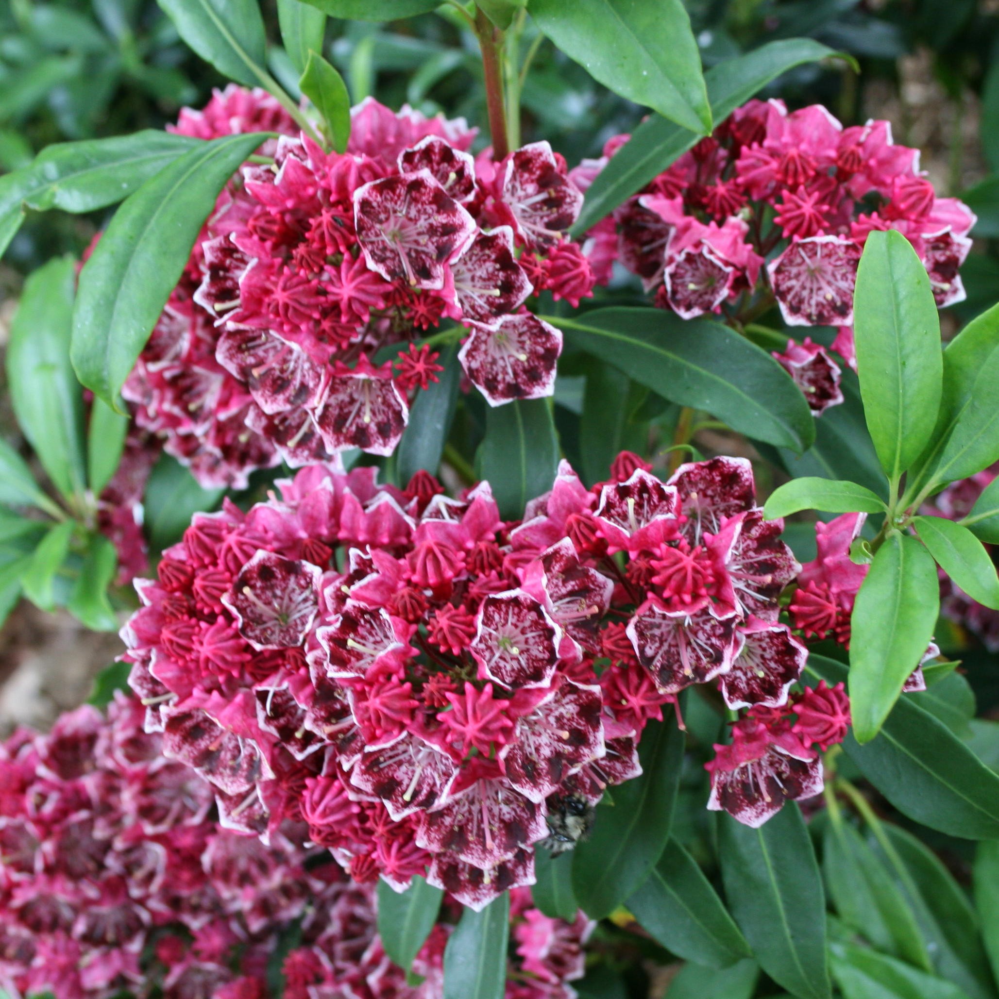 kalmia latifolia Kalaidoscope