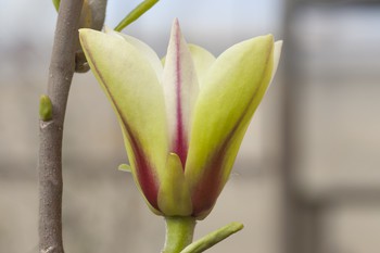 Magnolia concinna 'Sunrise' 