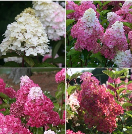 Hydrangea pan Fraise Melba