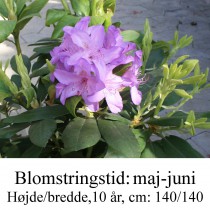 rhododendron Catawbiense Boursault