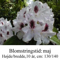 rhododendron Calsap